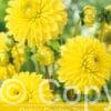 Dahlia Golden Torch