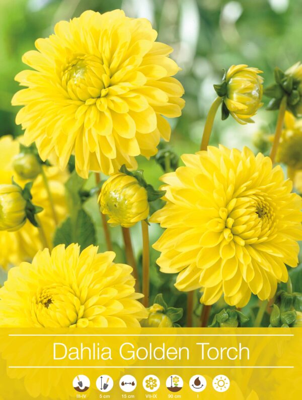 Dahlia Golden Torch