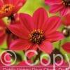 Dahlia Happy Days Cherry Red