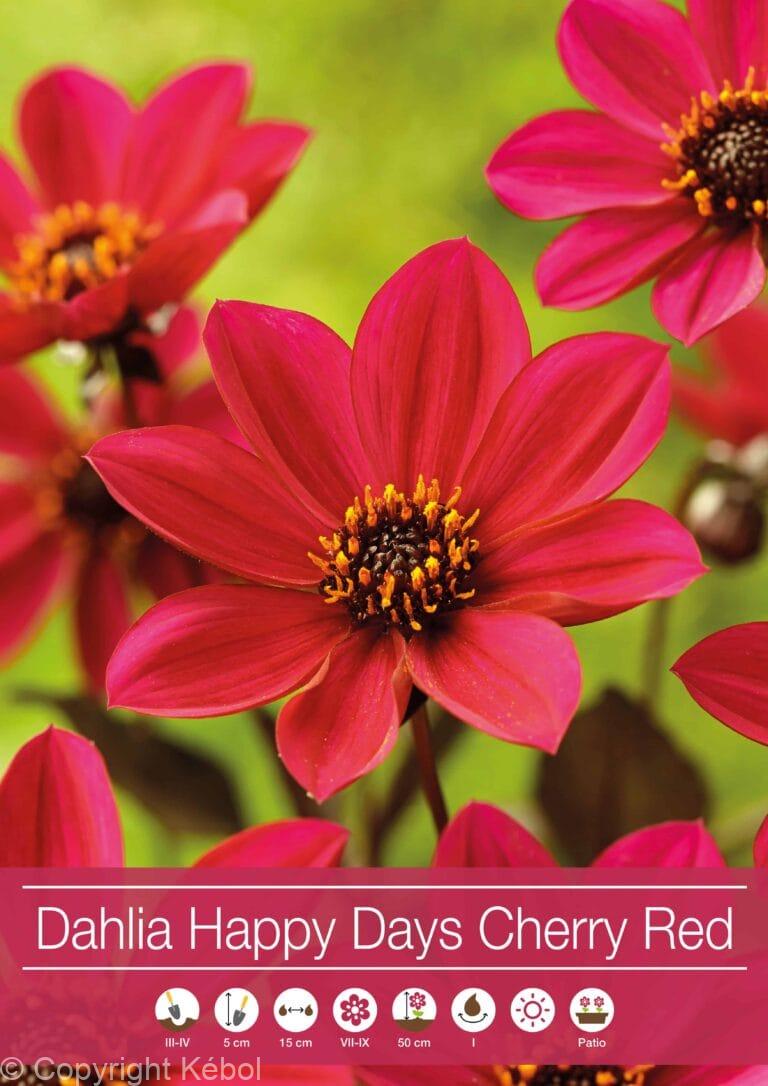 Dahlia Happy Days Cherry Red