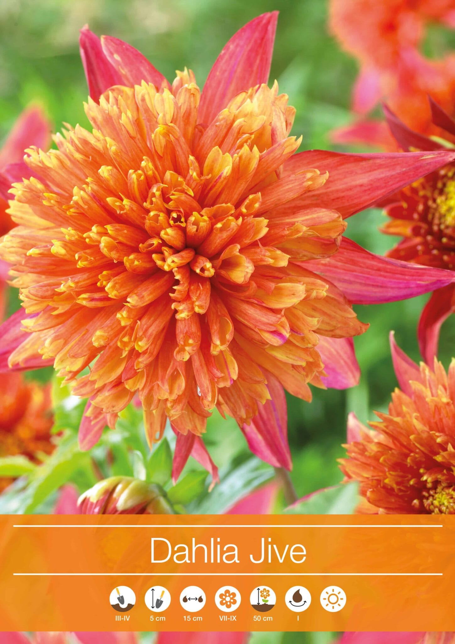Dahlia Jive