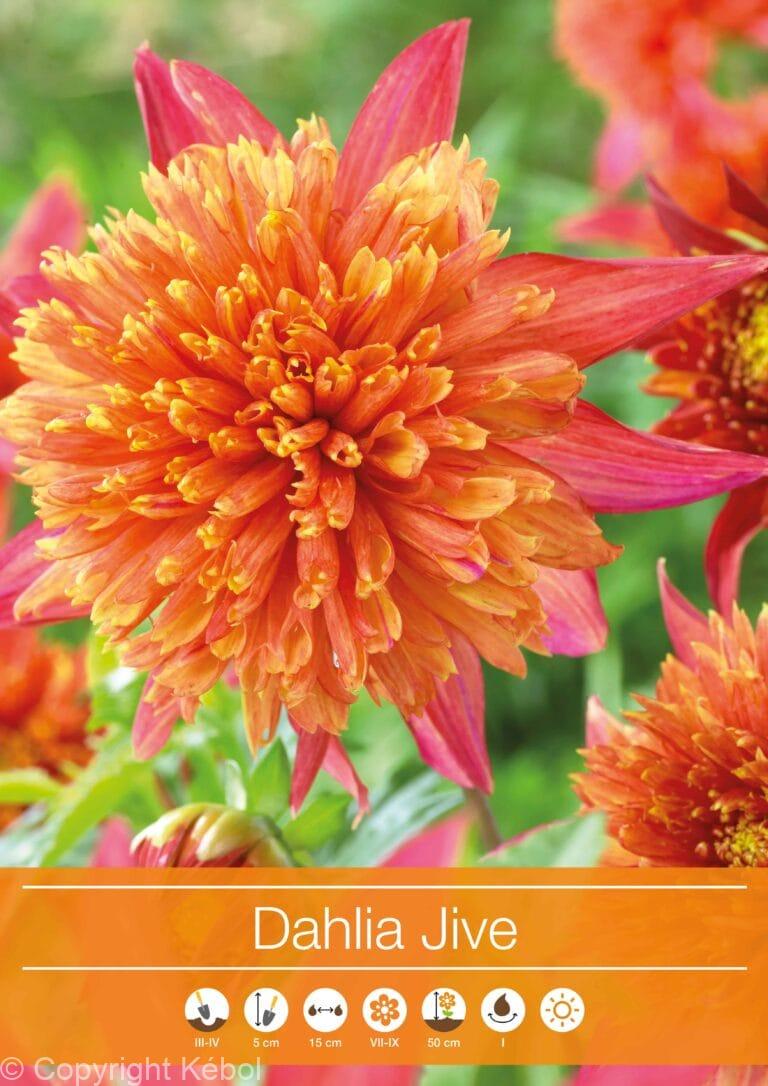 Dahlia Jive