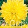 Dahlia Kelvin Floodlight