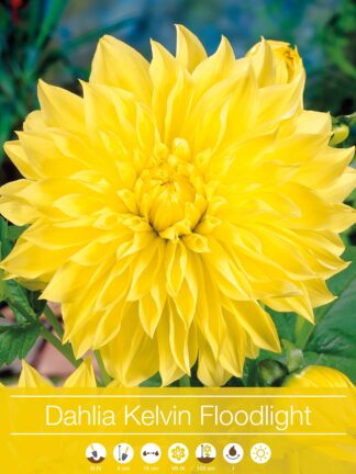 Dahlia Kelvin Floodlight