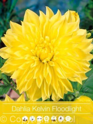 Dahlia Kelvin Floodlight