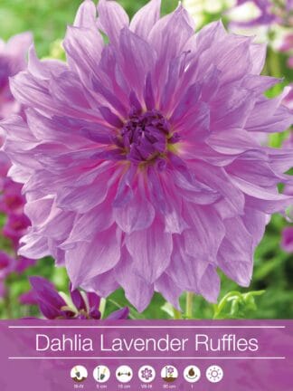 Dahlia Lavender Ruffles