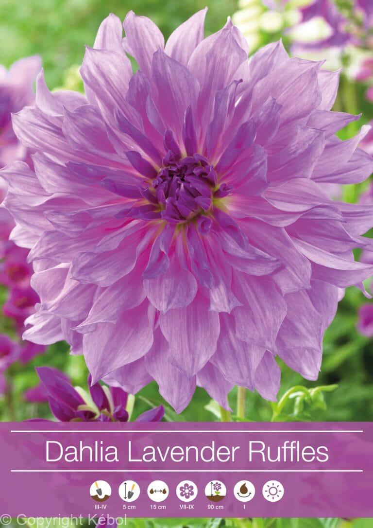 Dahlia Lavender Ruffles