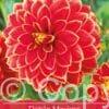 Dahlia Maxime