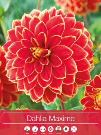 Dahlia Maxime