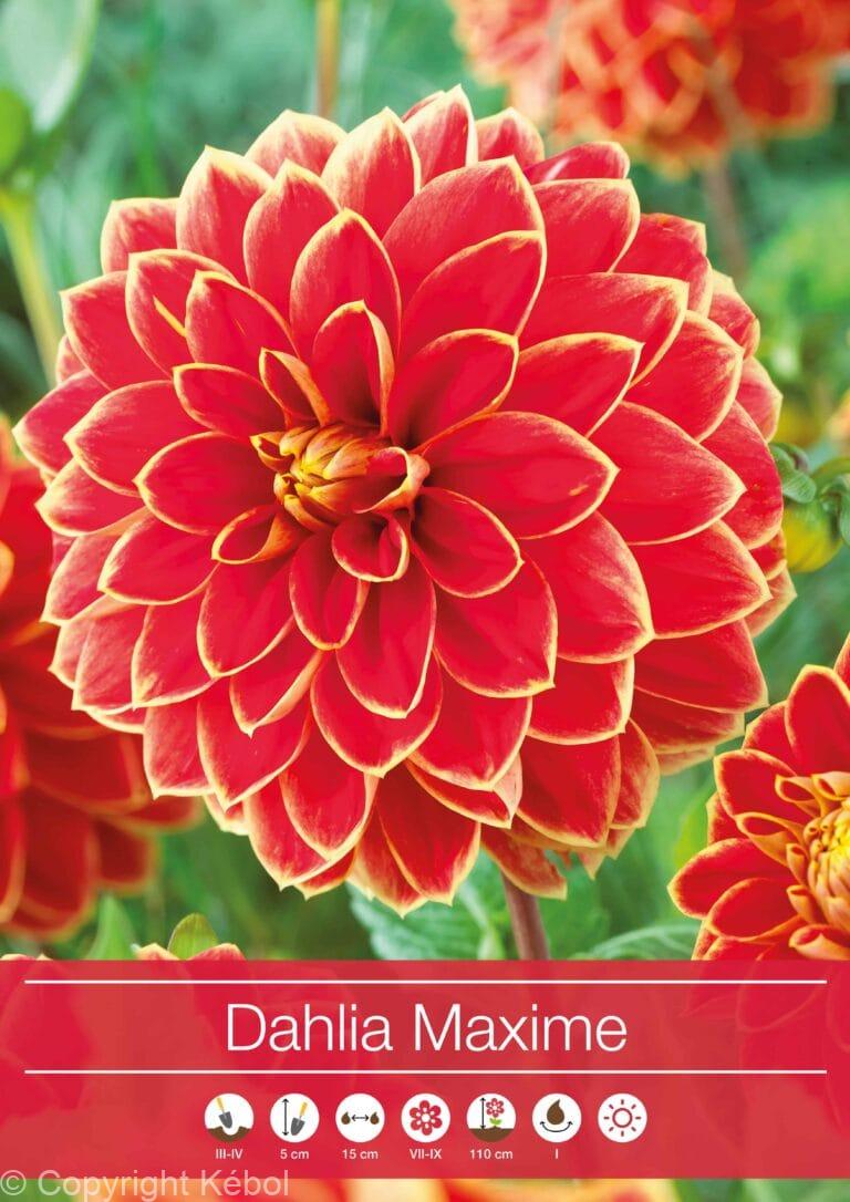 Dahlia Maxime
