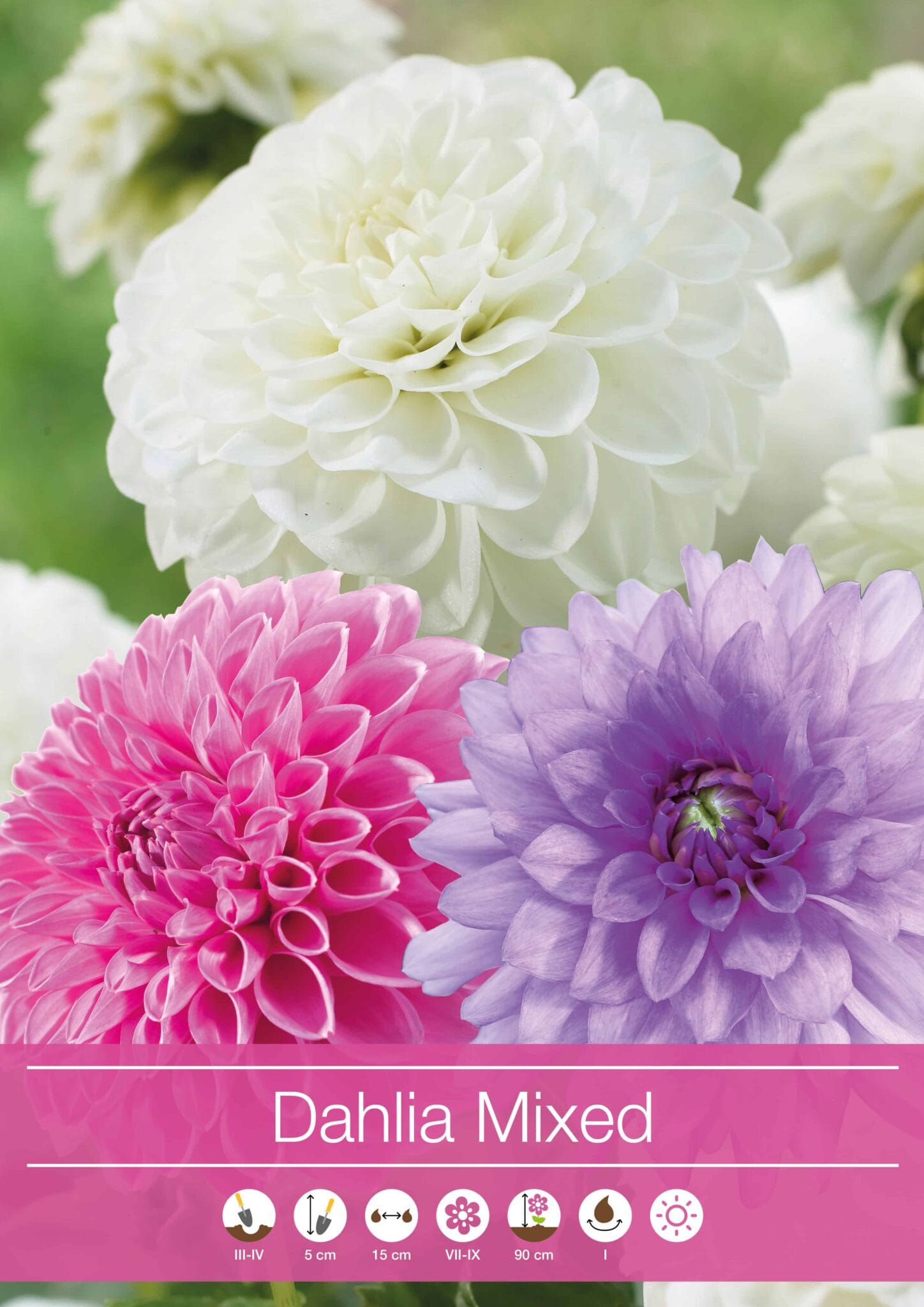 Dahlia Mixed Pink/Purple/White