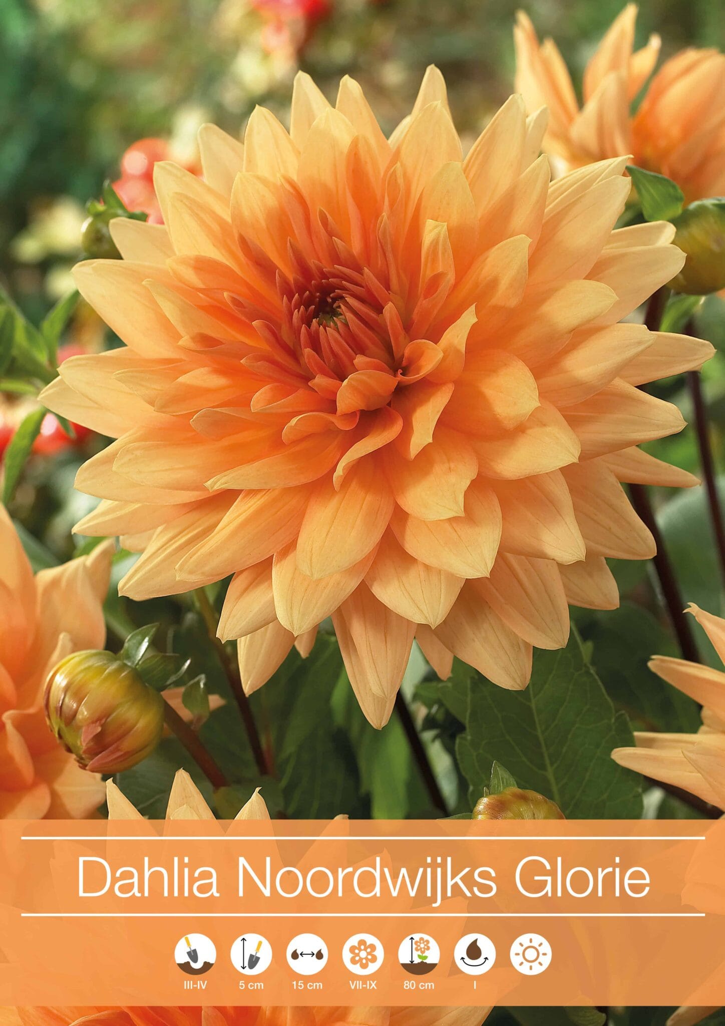 Dahlia Noordwijks Glorie
