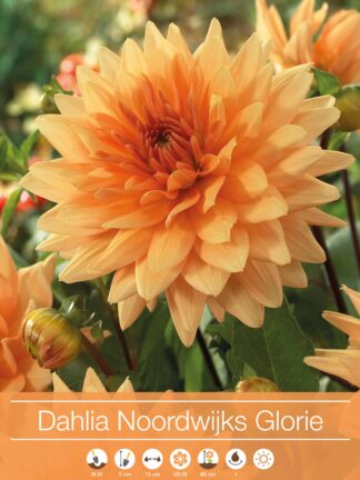 Dahlia Noordwijks Glorie
