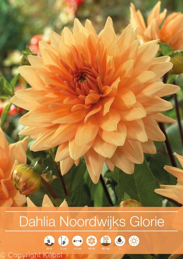 Dahlia Noordwijks Glorie