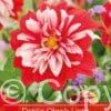 Dahlia Olga's Light