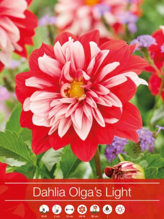 Dahlia Olga's Light