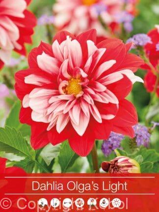 Dahlia Olga's Light