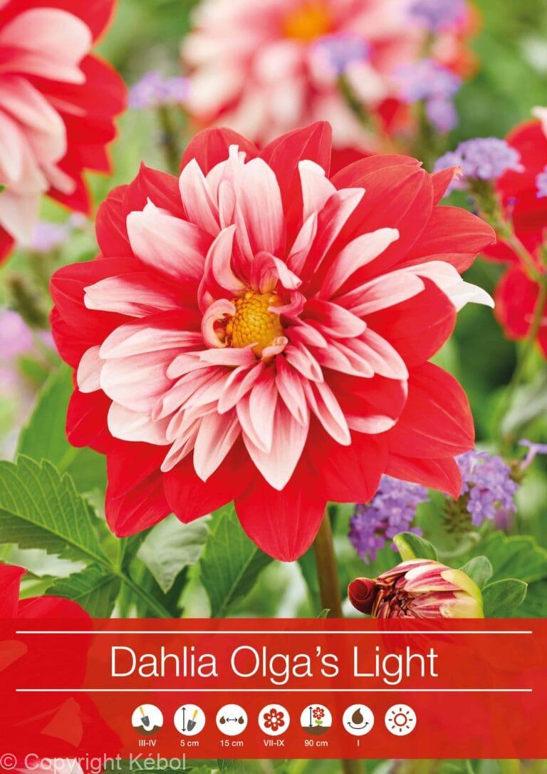 Dahlia Olga's Light