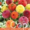 Dahlia Pompon Mixed