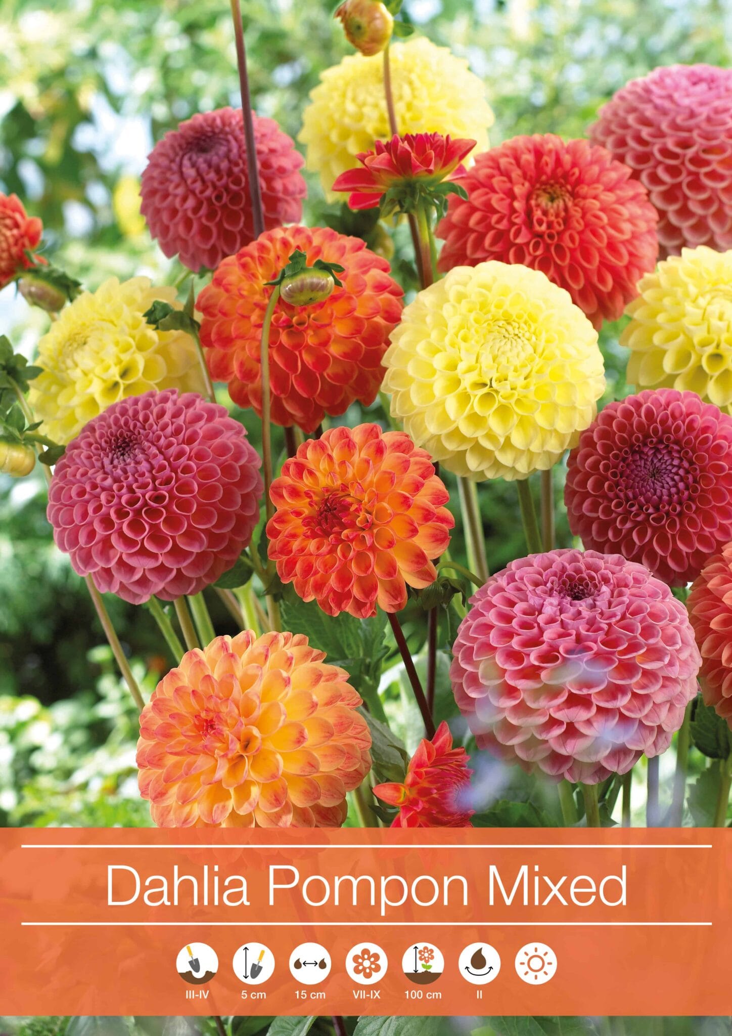 Dahlia Pompon Mixed
