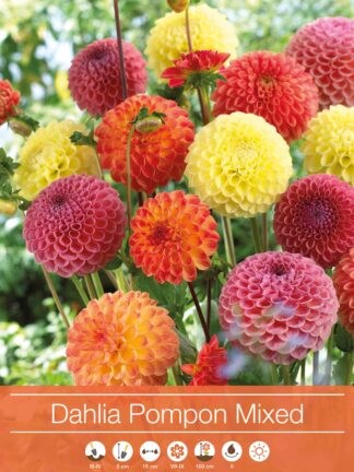 Dahlia Pompon Mixed