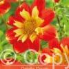 Dahlia Pooh