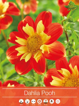 Dahlia Pooh