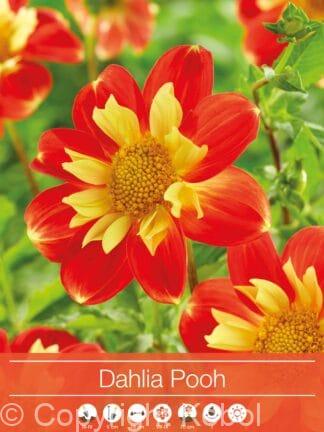 Dahlia Pooh