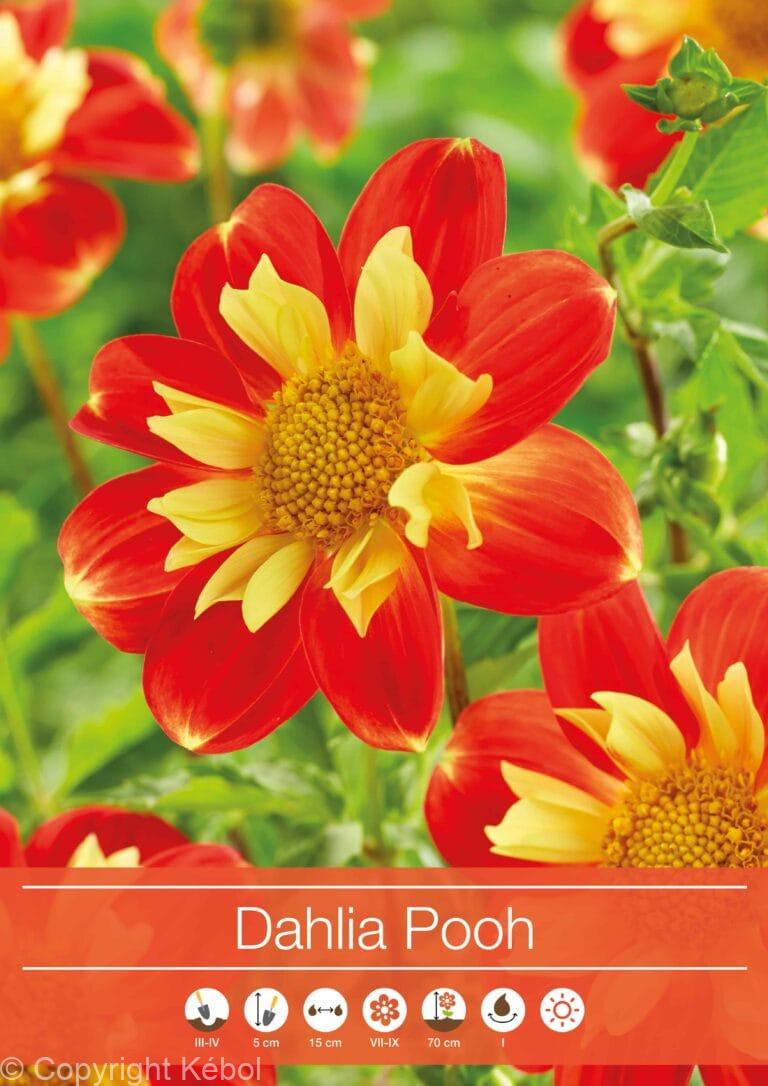 Dahlia Pooh