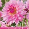 Dahlia Rosella