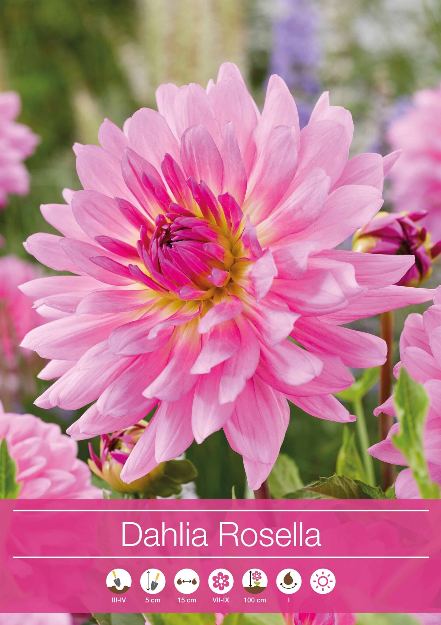 Dahlia Rosella