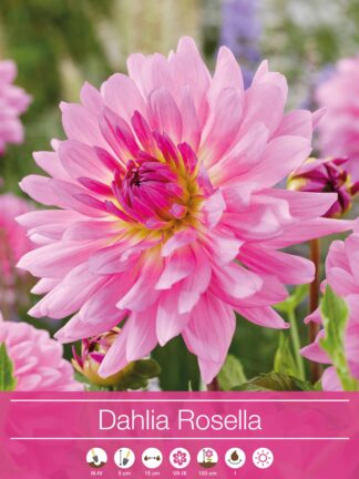 Dahlia Rosella
