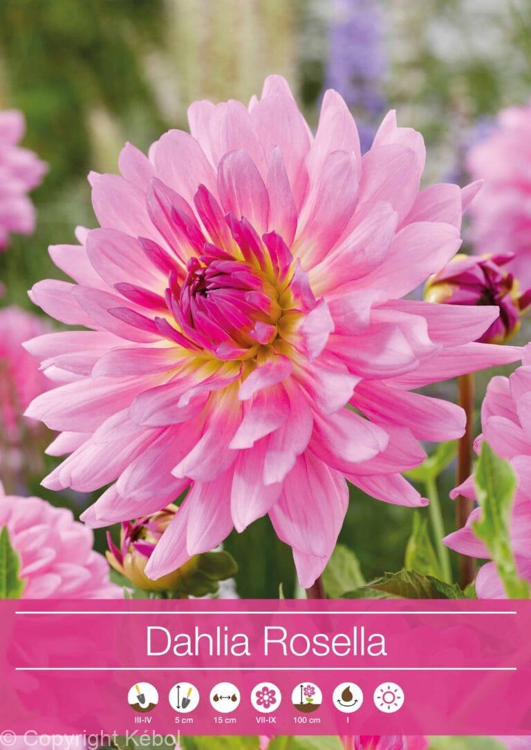 Dahlia Rosella