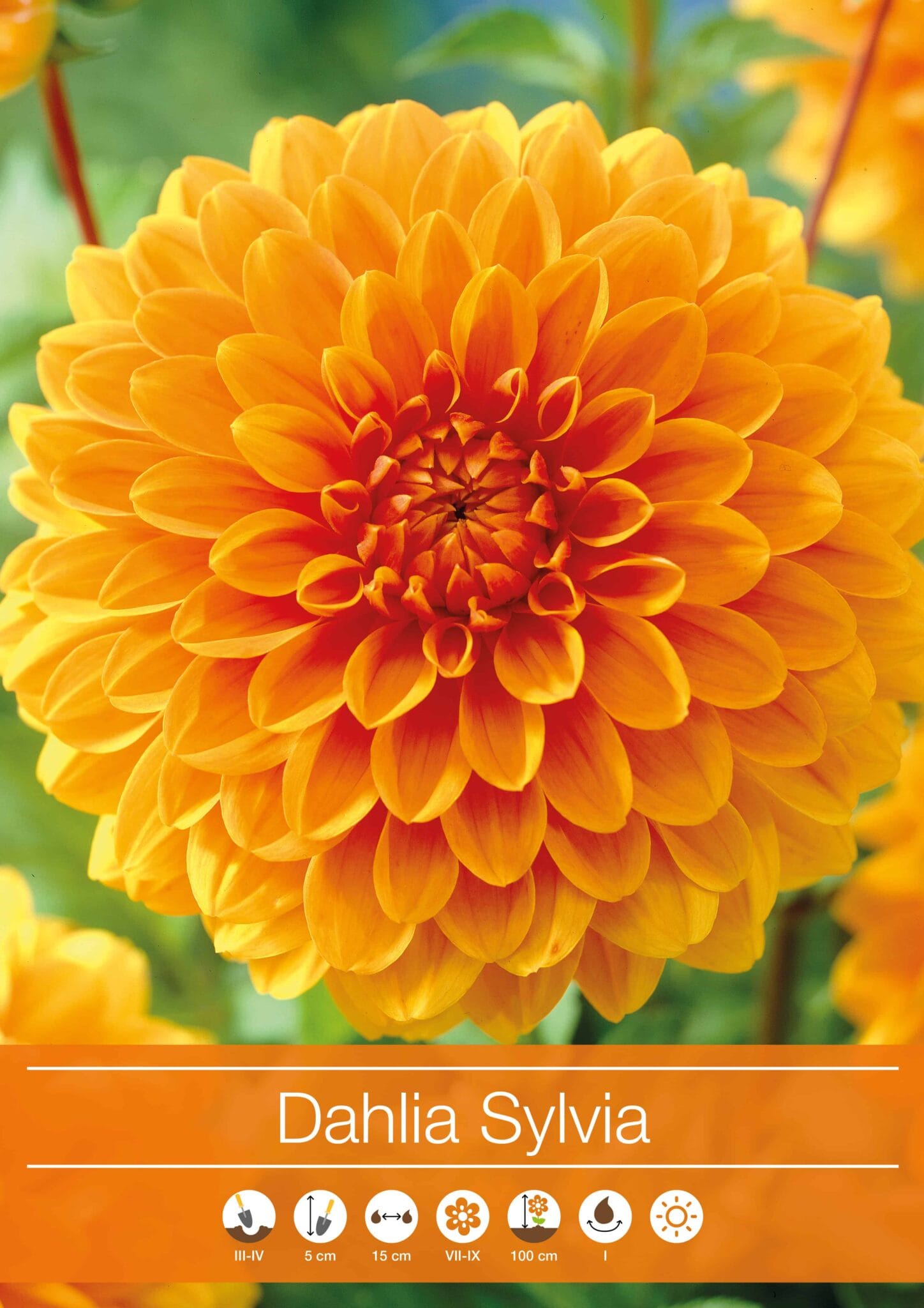 Dahlia Sylvia