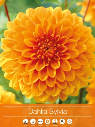 Dahlia Sylvia