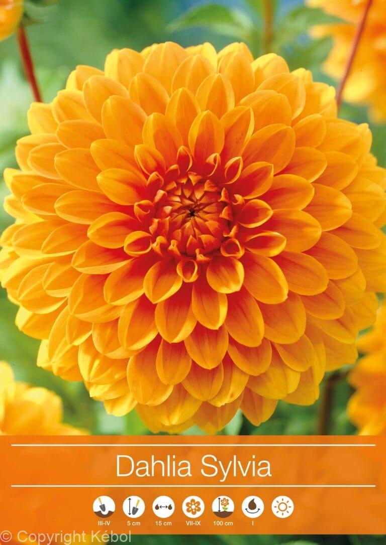 Dahlia Sylvia