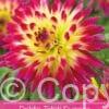 Dahlia Tahiti Sunrise