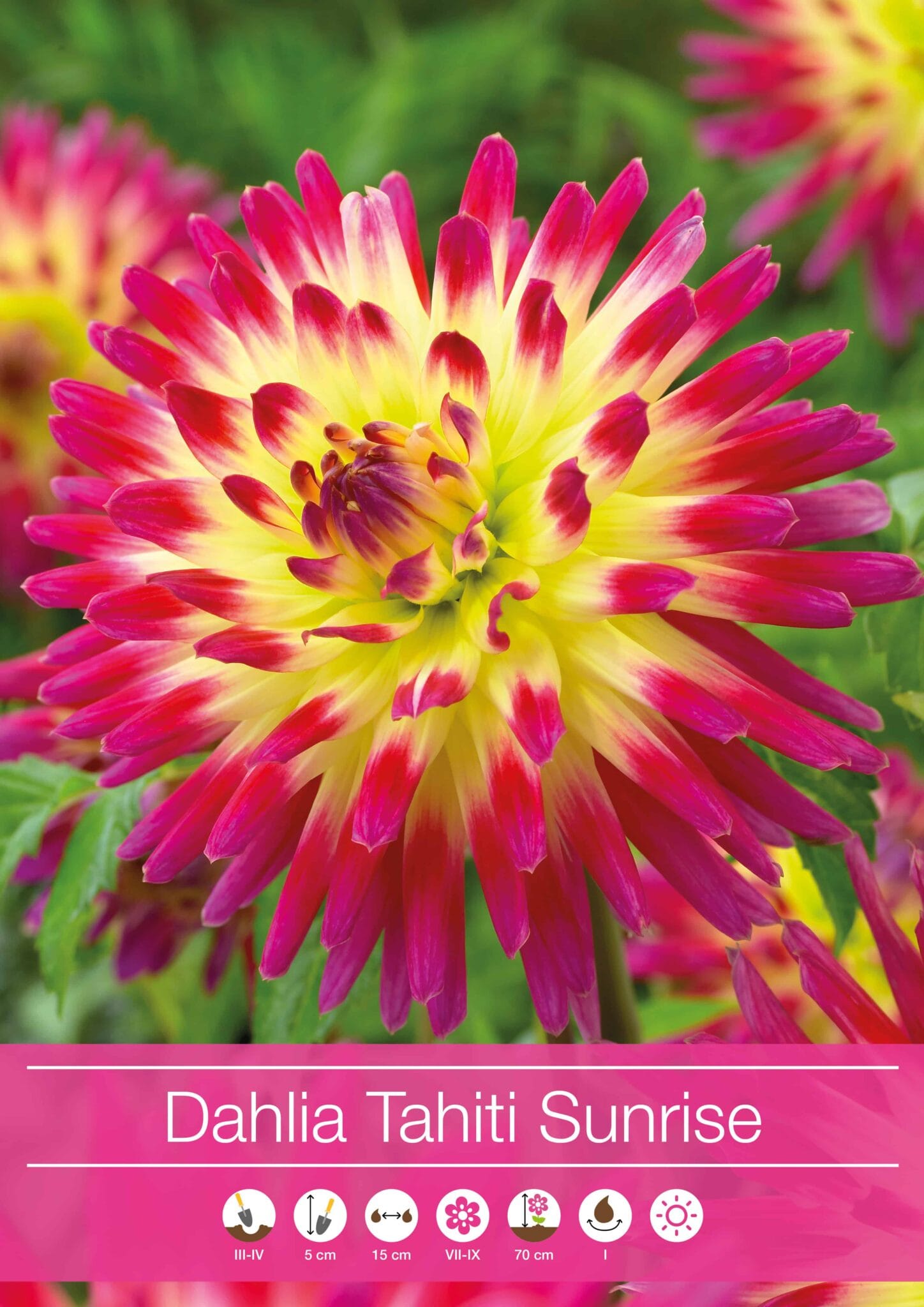 Dahlia Tahiti Sunrise