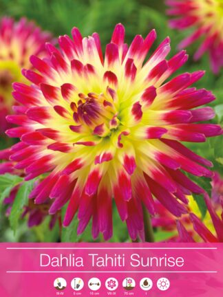 Dahlia Tahiti Sunrise