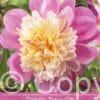 Dahlia Take Off