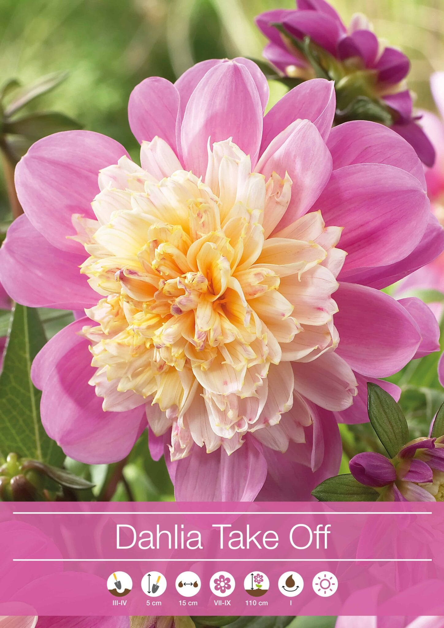 Dahlia Take Off