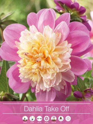 Dahlia Take Off