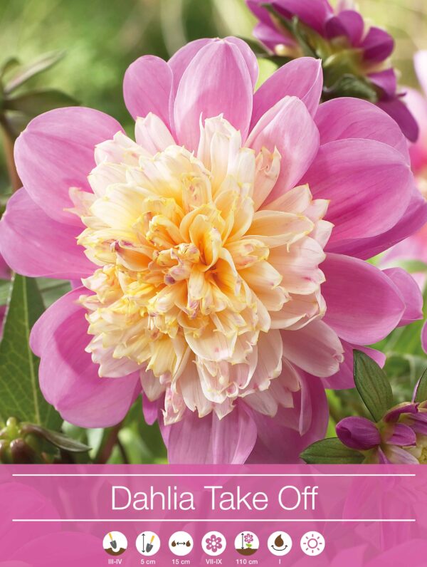 Dahlia Take Off