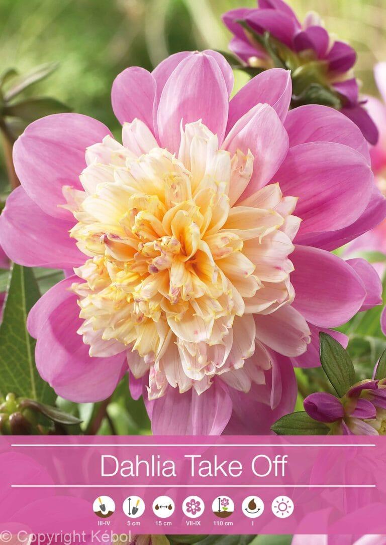Dahlia Take Off