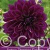 Dahlia Thomas Edison