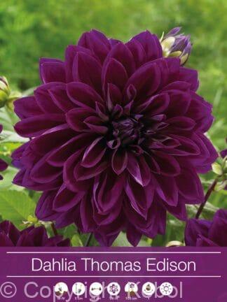 Dahlia Thomas Edison
