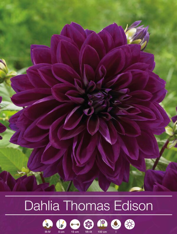 Dahlia Thomas Edison