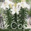 Lilium Gwen