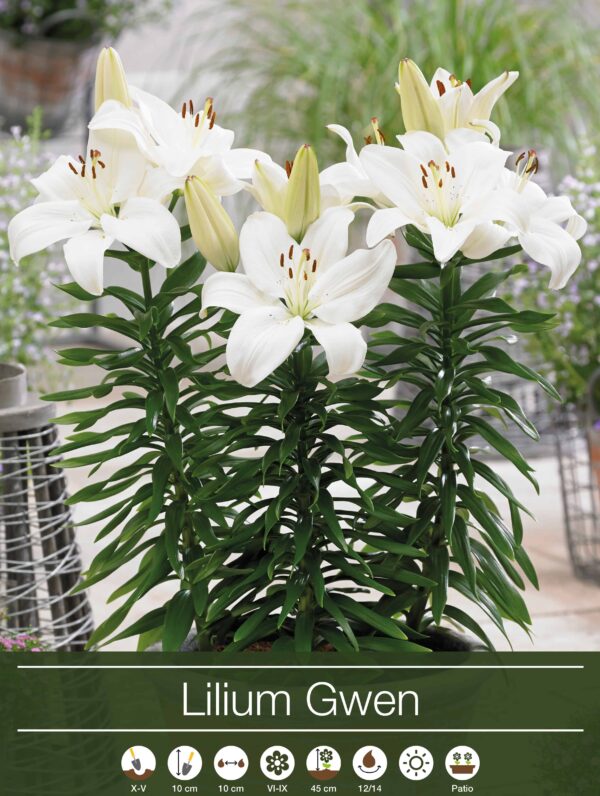 Lilium Gwen