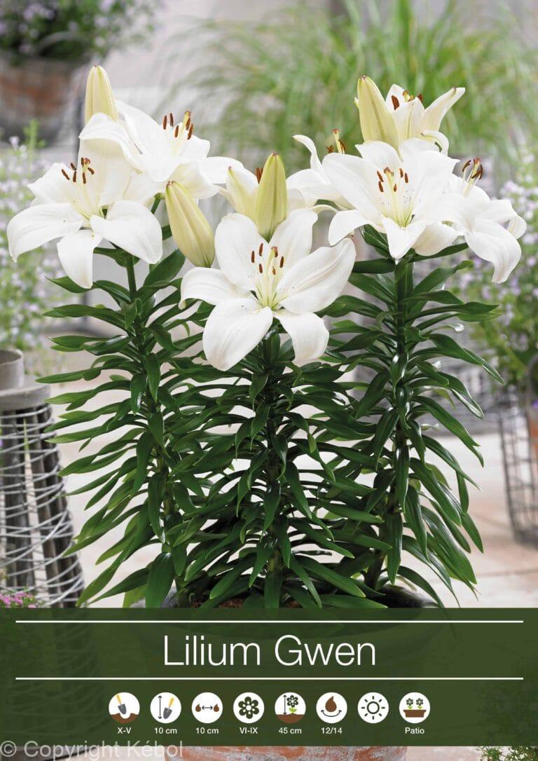 Lilium Gwen